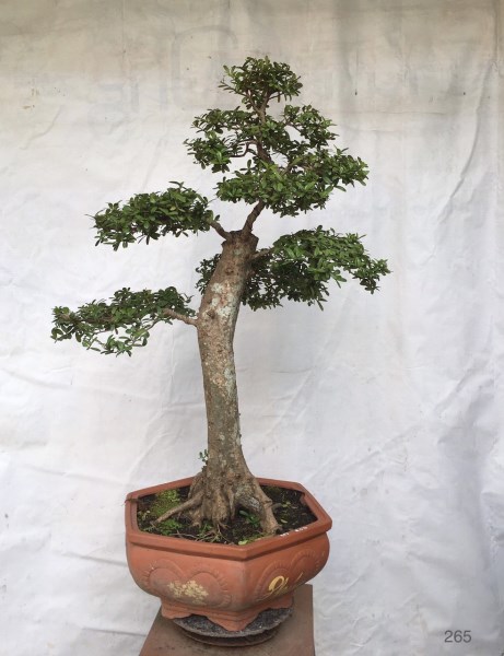 Cây bonsai - Bonsai Chu Thoong